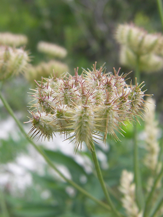 Image of Astrodaucus orientalis specimen.