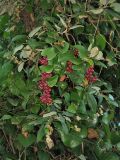 Smilax aspera. Плодоносящие и цветущие побеги на ветвях каменного дуба (Quercus ilex). Испания, Каталония, провинция Girona, Costa Brava, окр. городка Sant Feliu de Guíxols. 25 октября 2008 г.