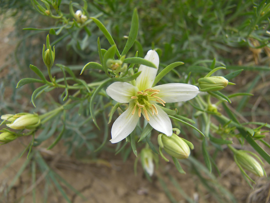 Image of Peganum harmala specimen.