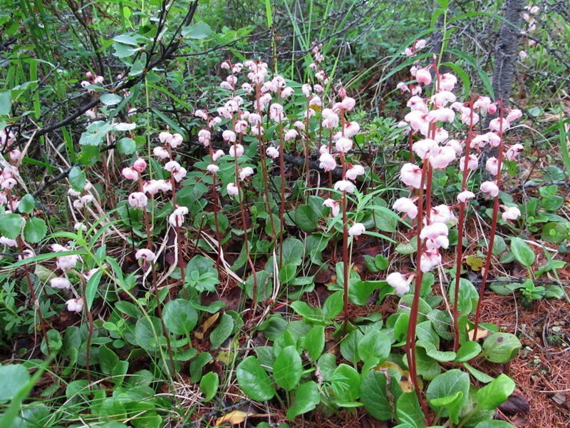 Image of Pyrola incarnata specimen.