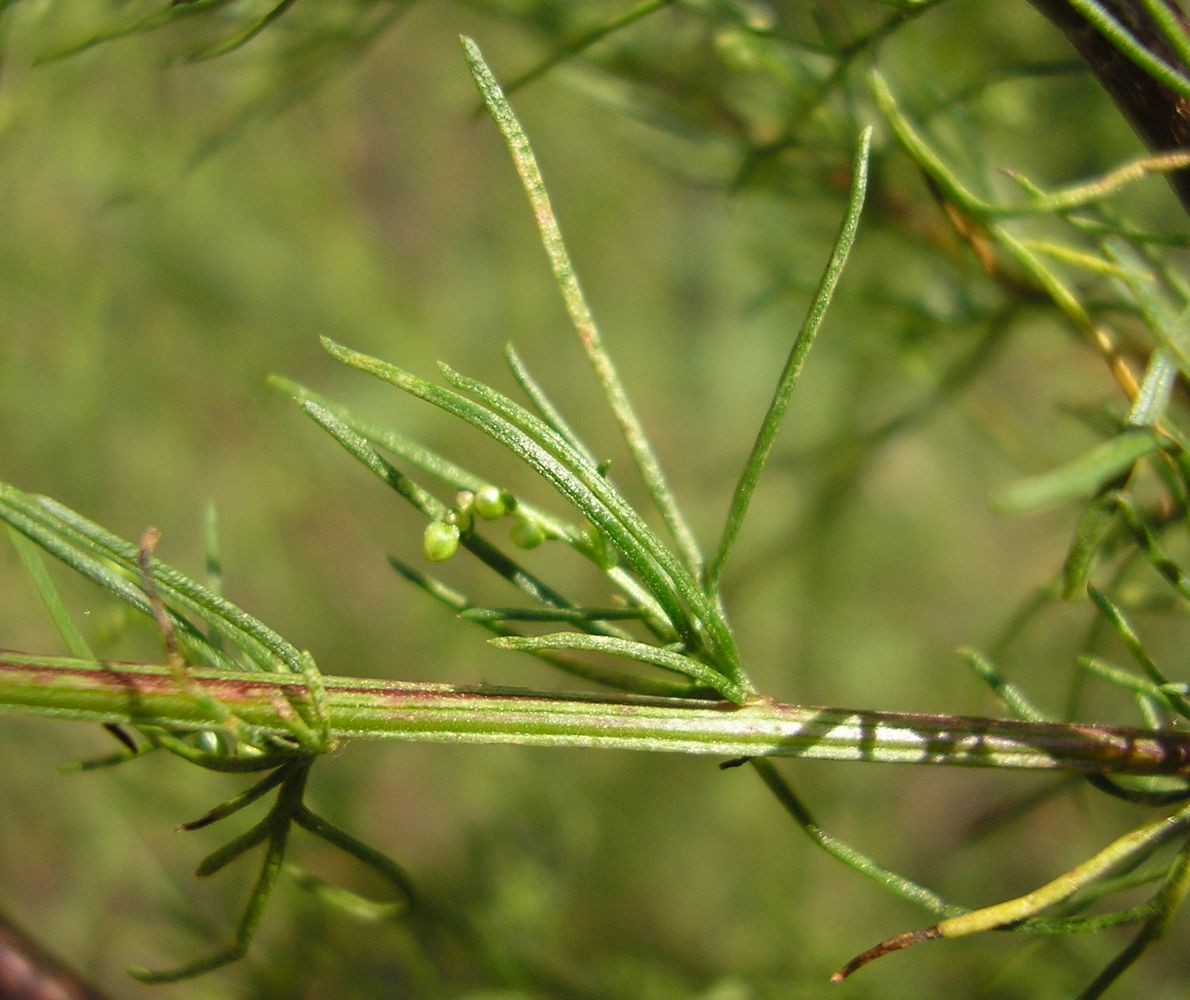 Image of Artemisia scoparia specimen.