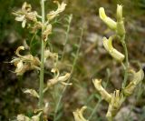 Goebelia pachycarpa. Части соцветия (справа) и соплодия. Копетдаг, Чули. Май 2011 г.