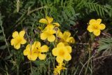 Linum tauricum