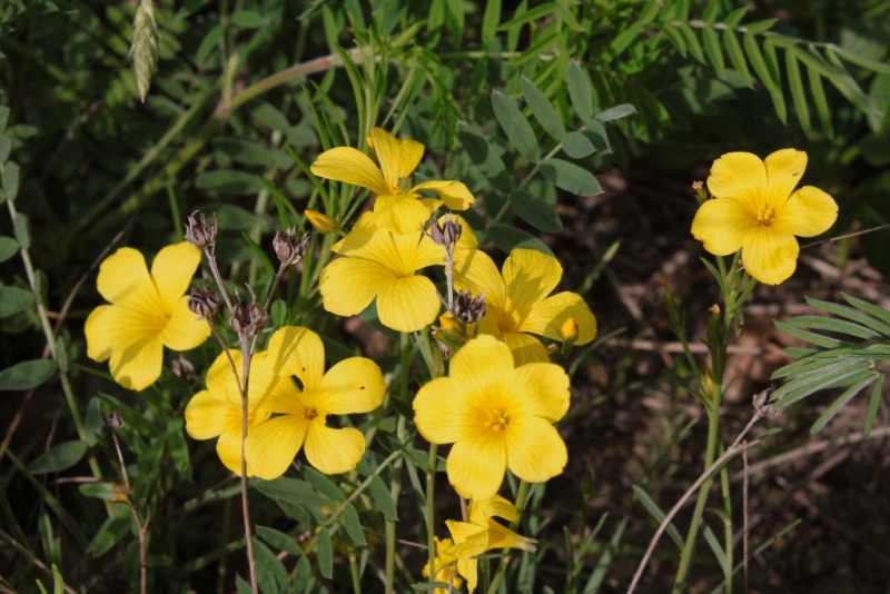 Изображение особи Linum tauricum.