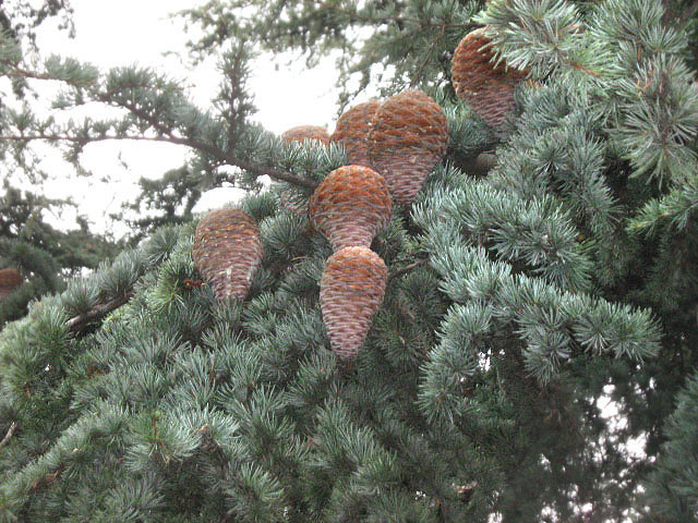 Изображение особи Cedrus libani.