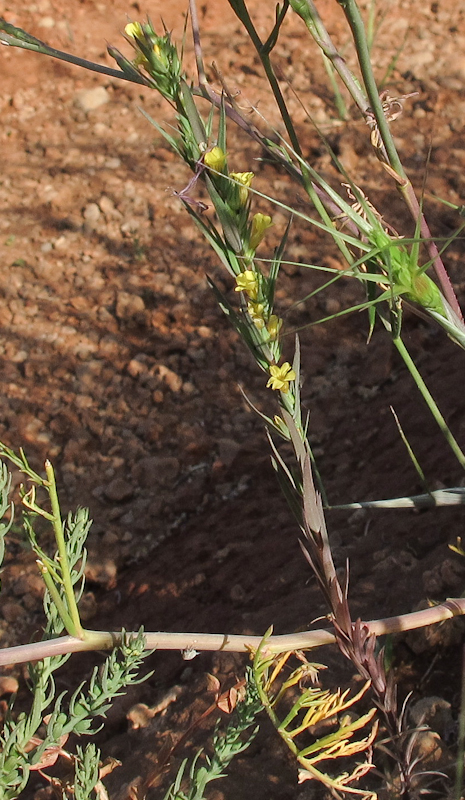 Изображение особи Linum strictum ssp. spicatum.