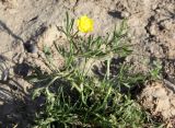 Ranunculus pinnatisectus