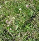 Valeriana tuberosa