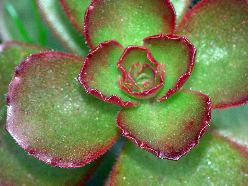 Image of Sedum spurium specimen.