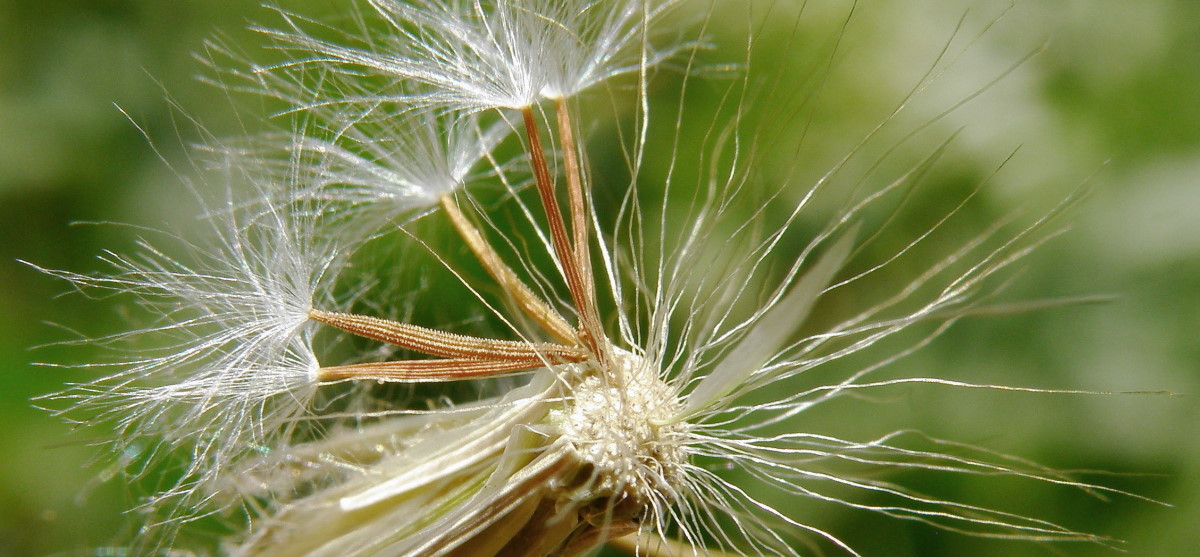 Image of Lagoseris sancta specimen.