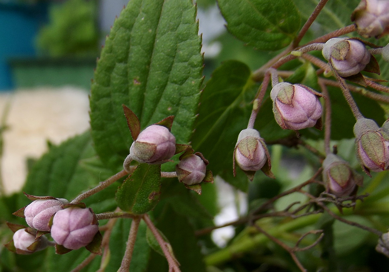 Image of Deutzia &times; hybrida specimen.