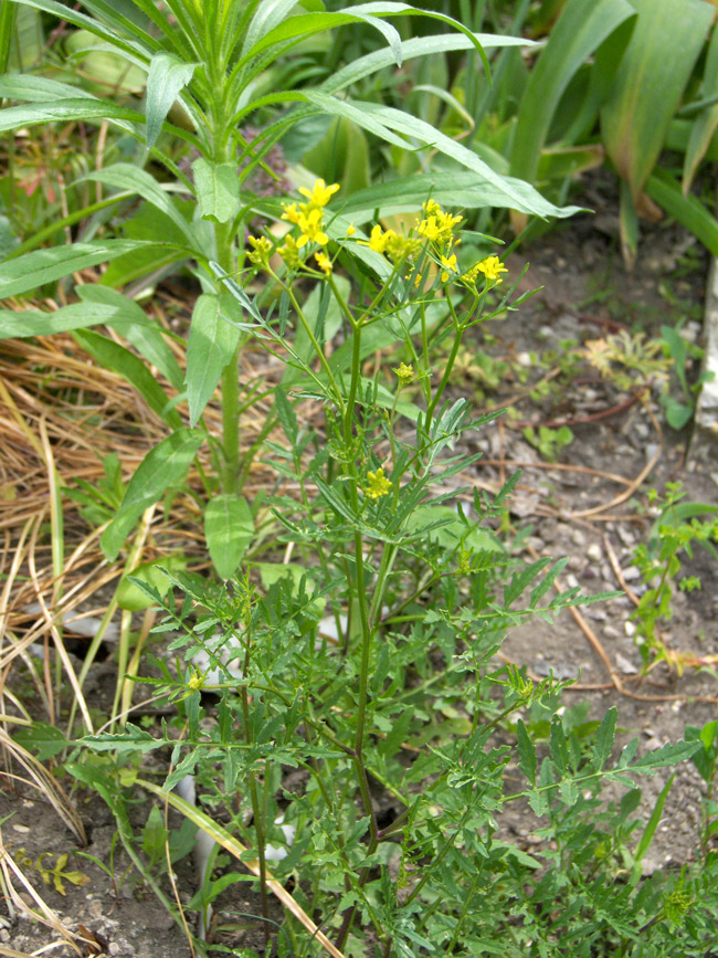 Изображение особи Rorippa sylvestris.