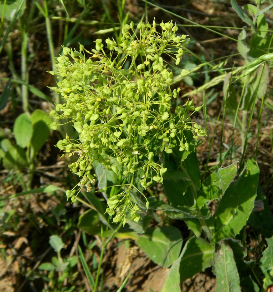 Image of Cardaria draba specimen.