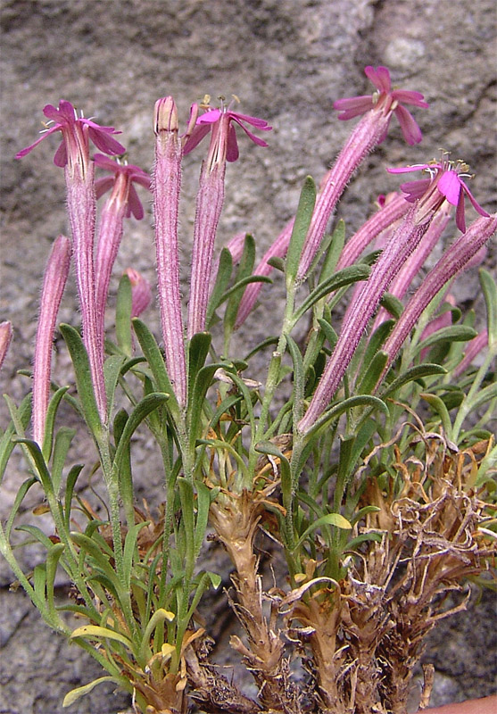 Image of Silene meyeri specimen.