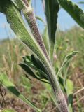 Silene artemisetorum