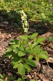 Corydalis marschalliana