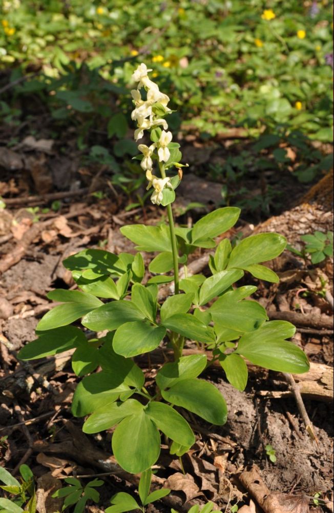 Image of Corydalis marschalliana specimen.