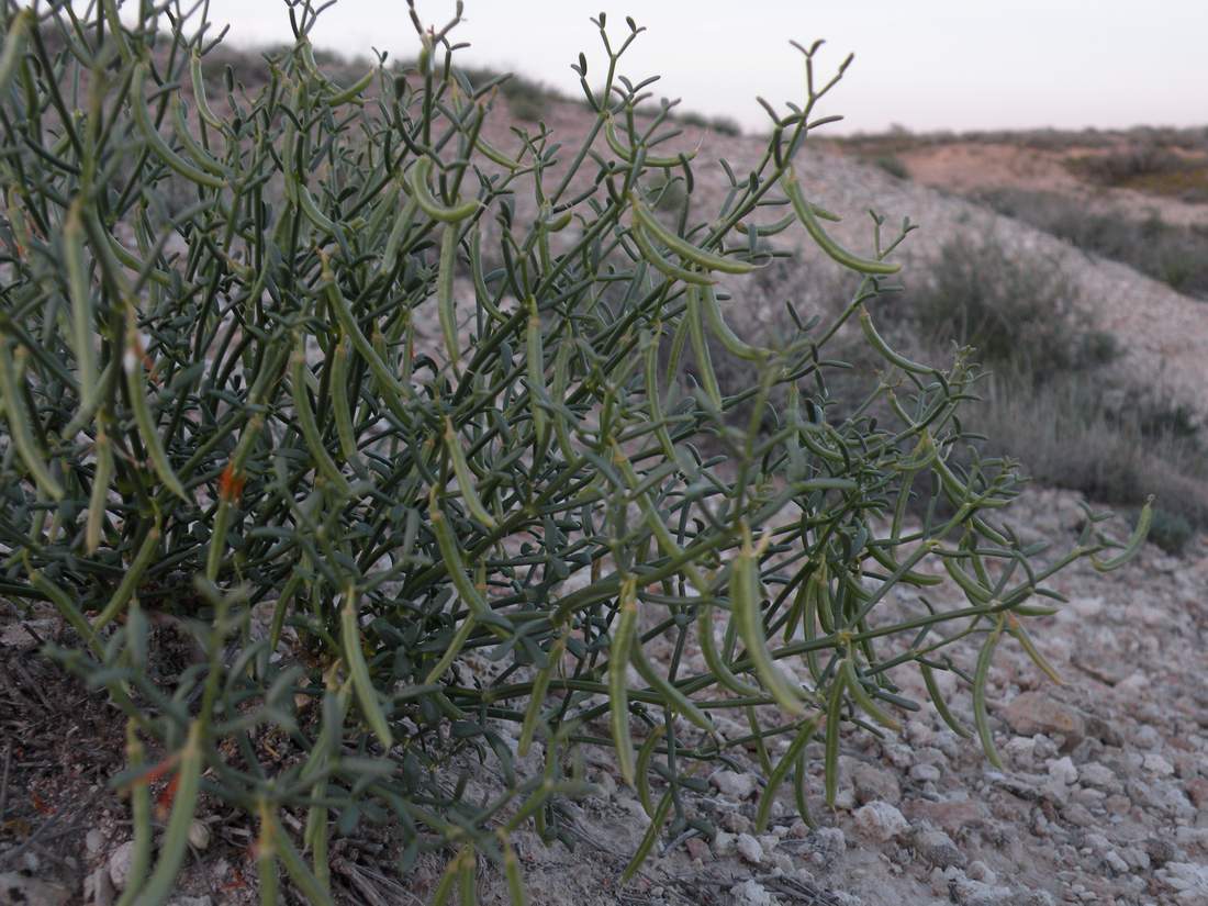 Изображение особи Zygophyllum turcomanicum.
