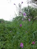 Epilobium villosum