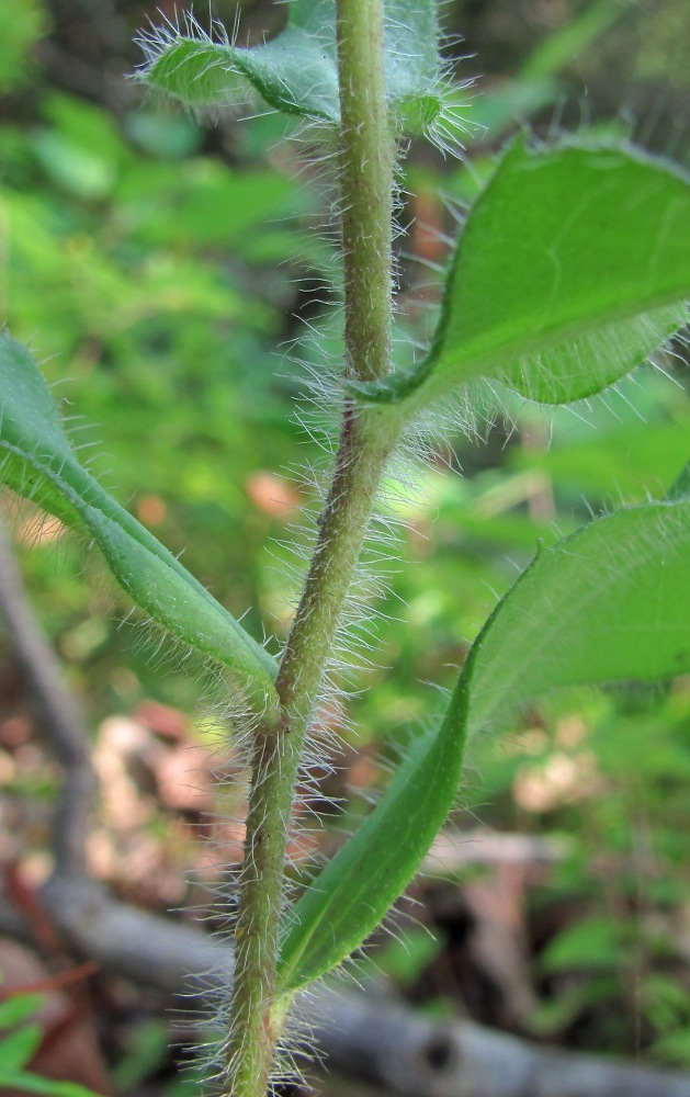 Изображение особи род Hieracium.