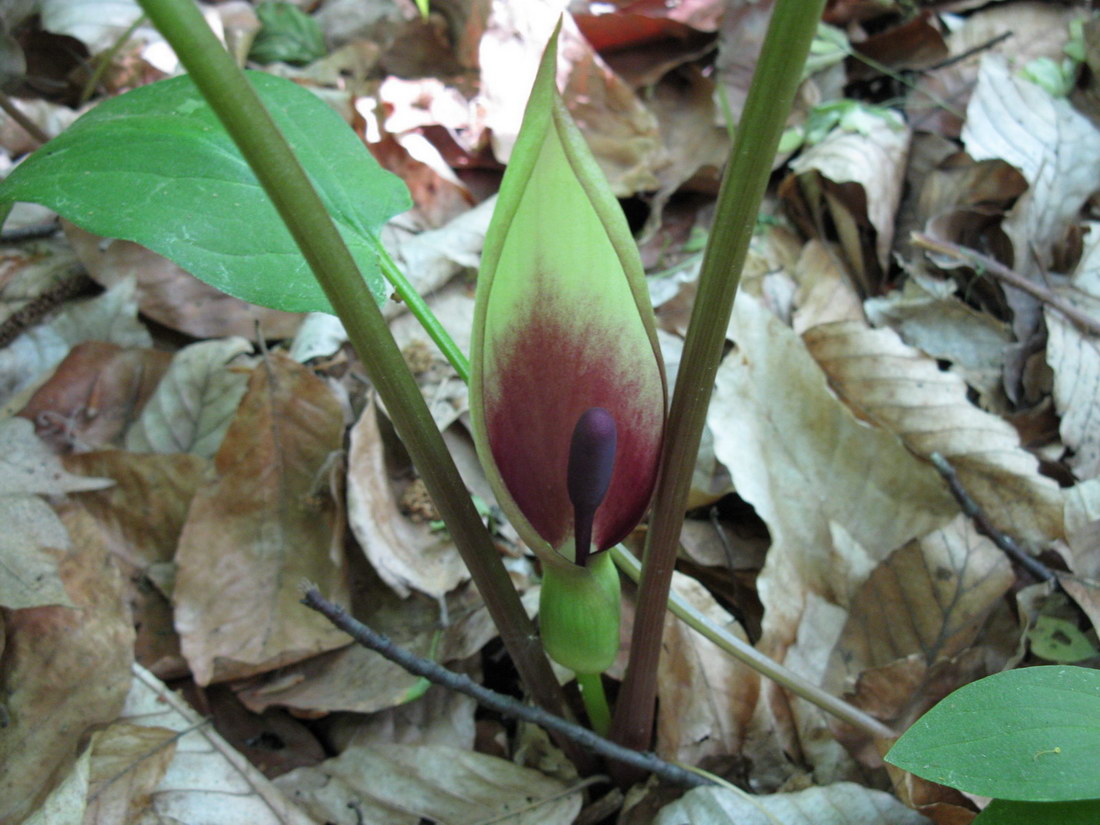 Image of Arum orientale specimen.