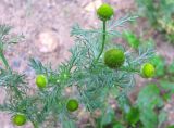 Matricaria discoidea