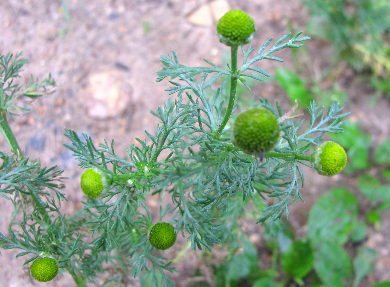 Image of Matricaria discoidea specimen.