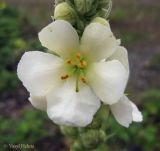 Verbascum densiflorum