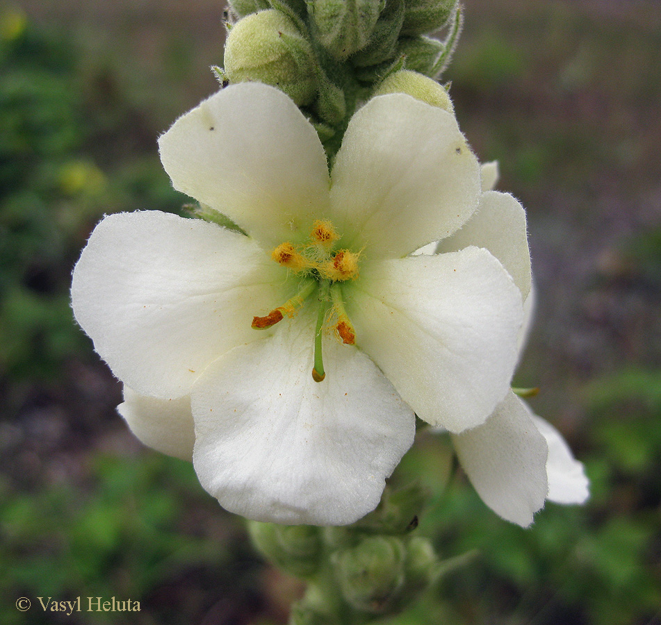 Image of Verbascum densiflorum specimen.