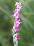 Spiranthes australis