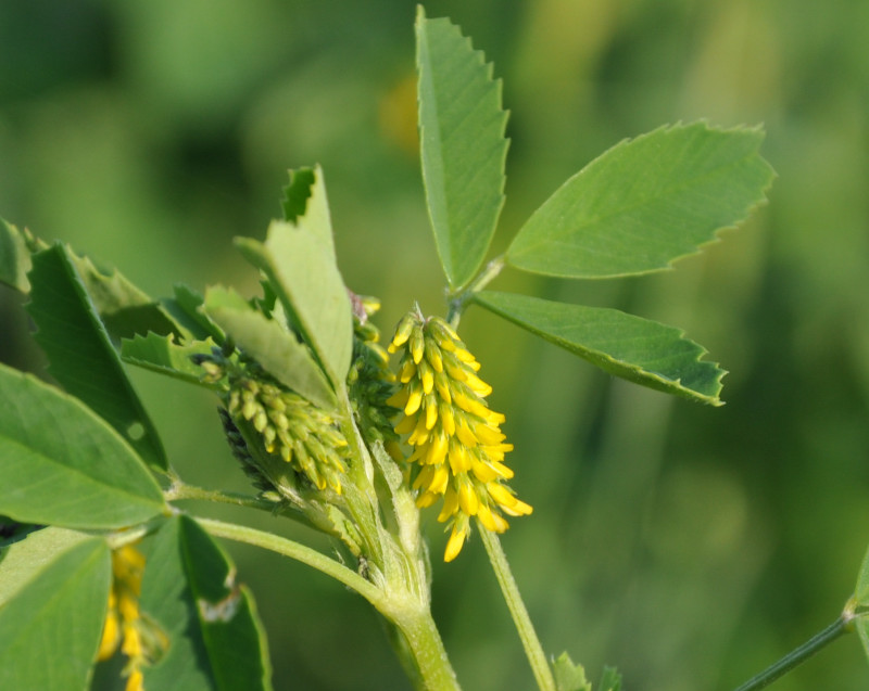 Изображение особи Melilotus indicus.