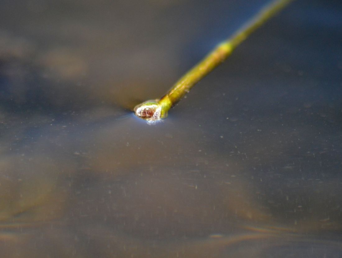 Изображение особи Vallisneria spiralis.