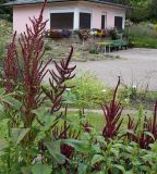 Amaranthus tricolor