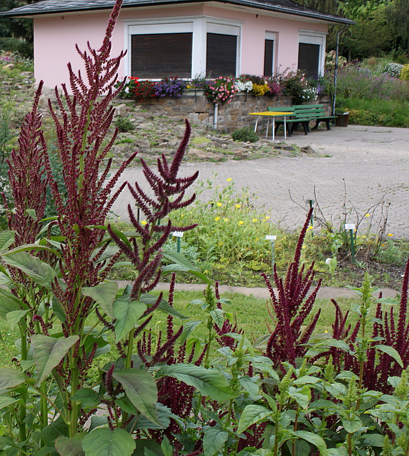 Изображение особи Amaranthus tricolor.