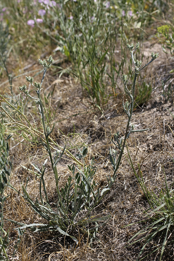 Изображение особи Cousinia pseudomollis.