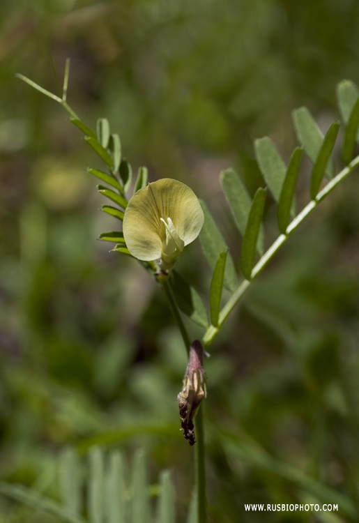 Изображение особи Vicia grandiflora.