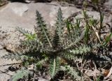 Cirsium palustre