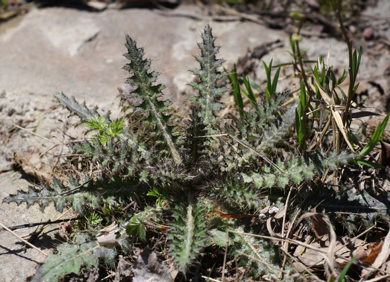 Изображение особи Cirsium palustre.