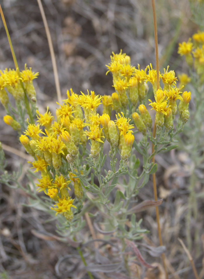 Image of Galatella villosa specimen.