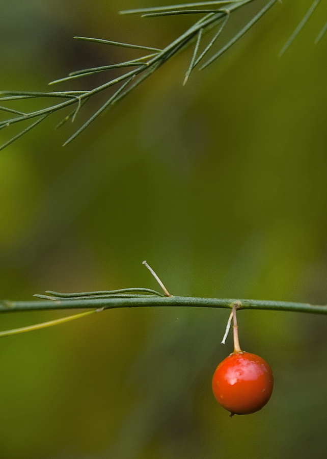 Изображение особи Asparagus officinalis.