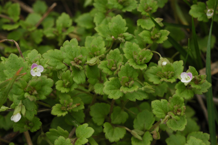 Image of Veronica polita specimen.