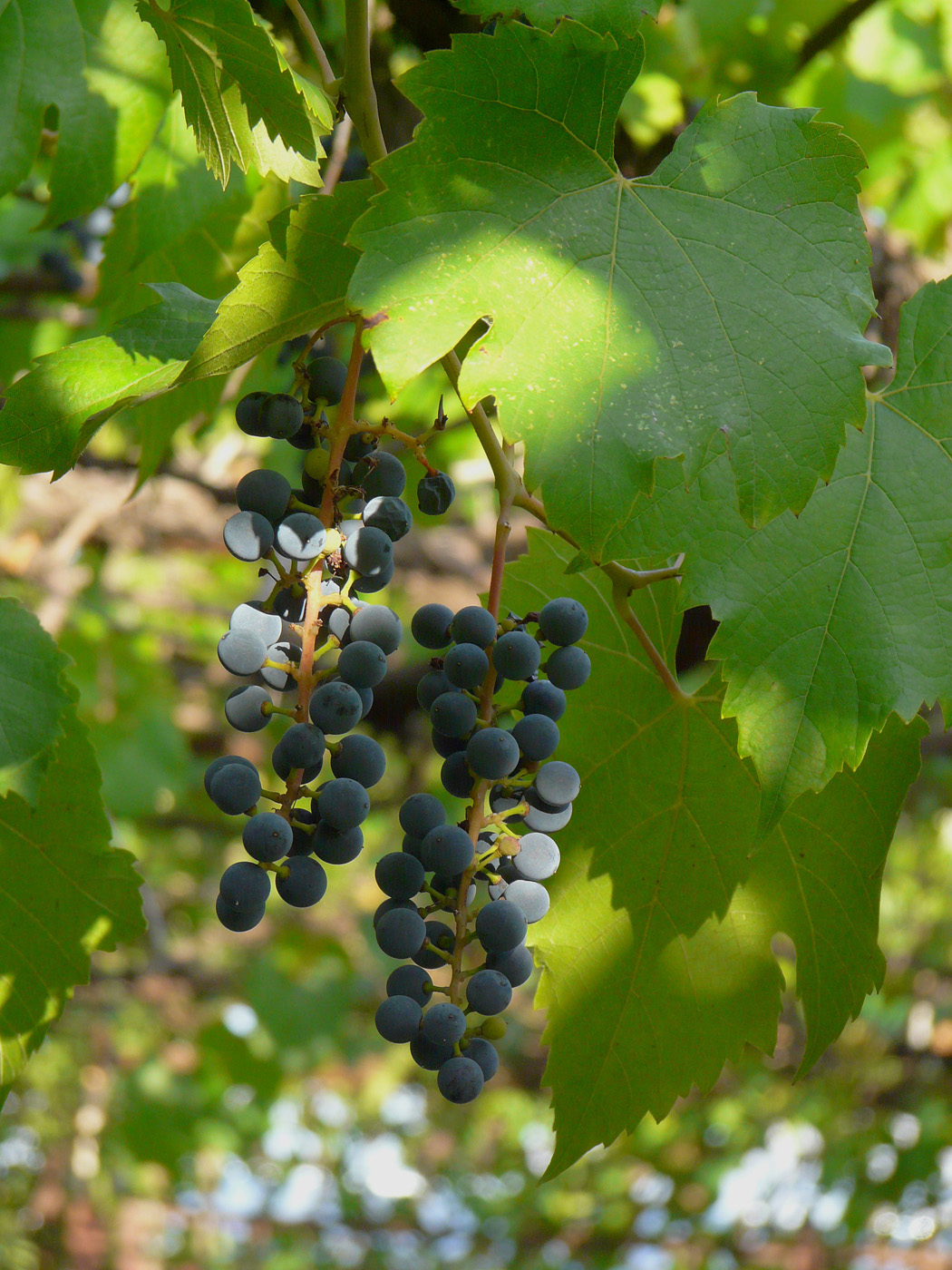 Image of Vitis &times; bacoi specimen.