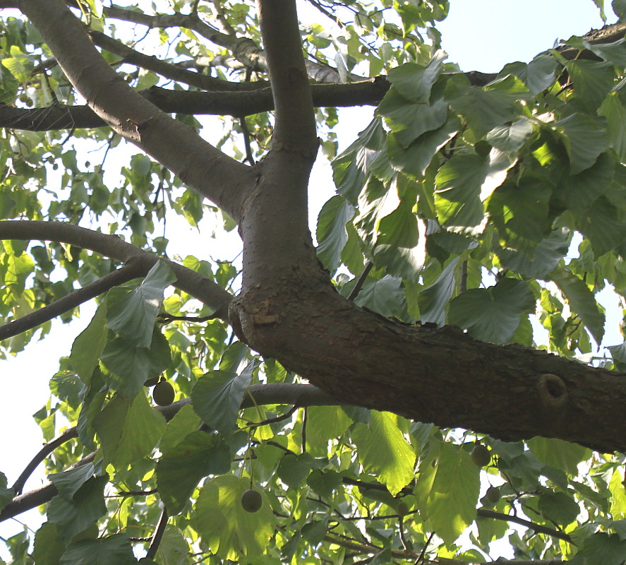 Изображение особи Davidia involucrata.