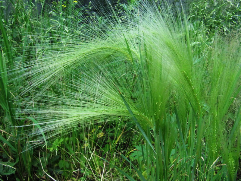 Image of Hordeum jubatum specimen.