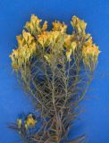 Linaria ruthenica