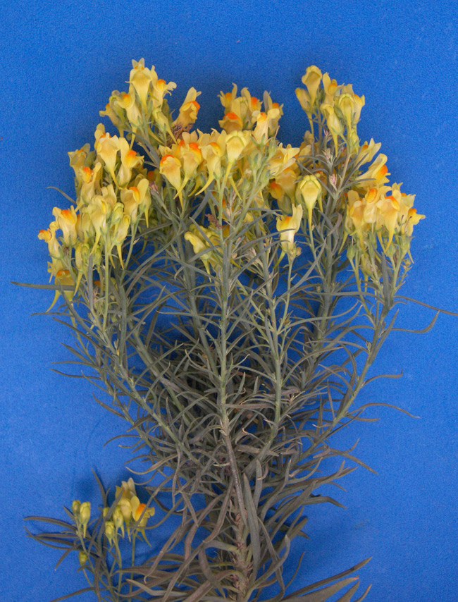 Image of Linaria ruthenica specimen.