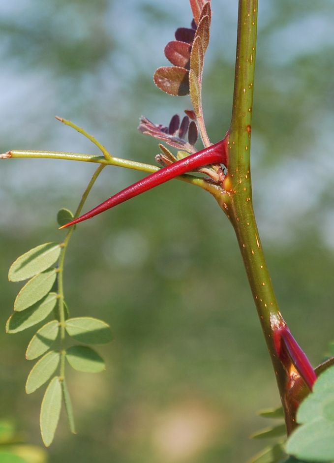Image of Gleditsia triacanthos specimen.