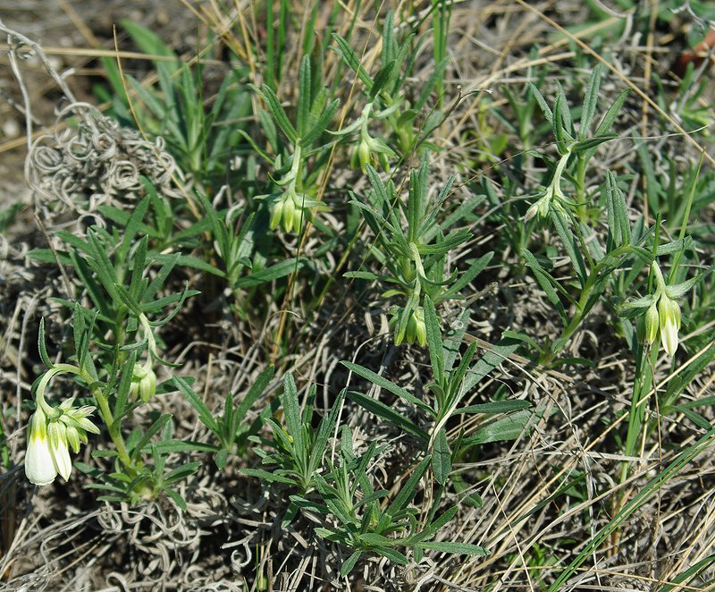 Изображение особи Onosma volgensis.