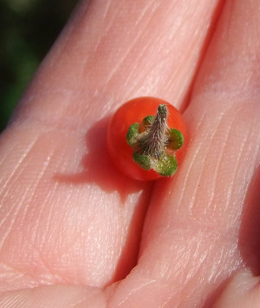 Изображение особи Solanum villosum.