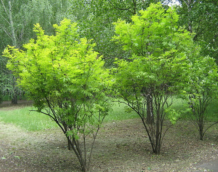 Image of Sambucus racemosa specimen.